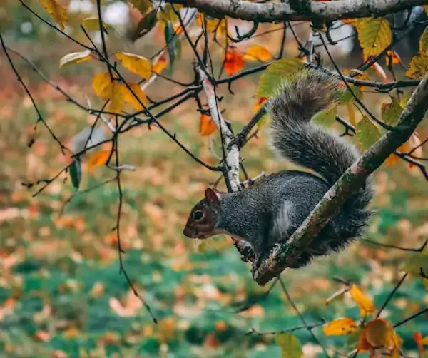 Ardilla sobre rama en Hyde Park, Londres