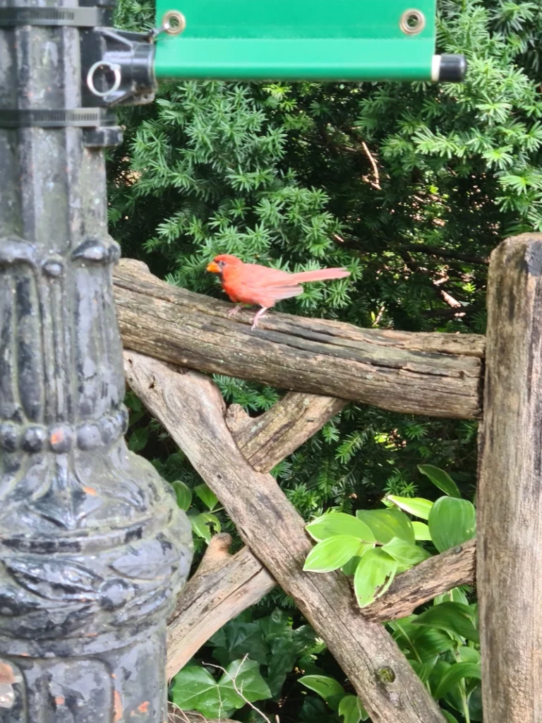 A small red bird in Central Park, park also seen from the Edge and surrounded by greenery and trees.Park