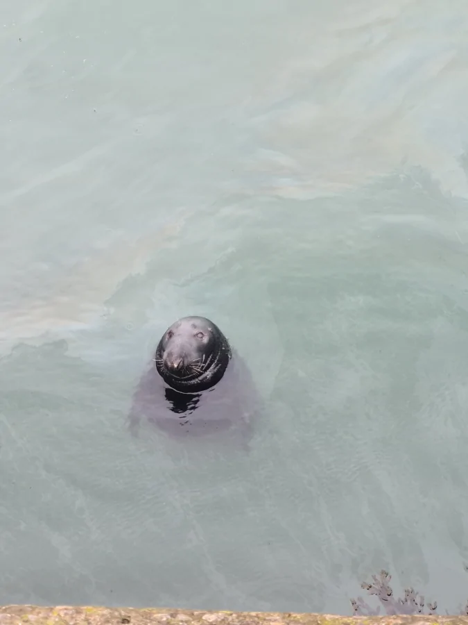 Seal swimming in the waters of Howth, near the harbor