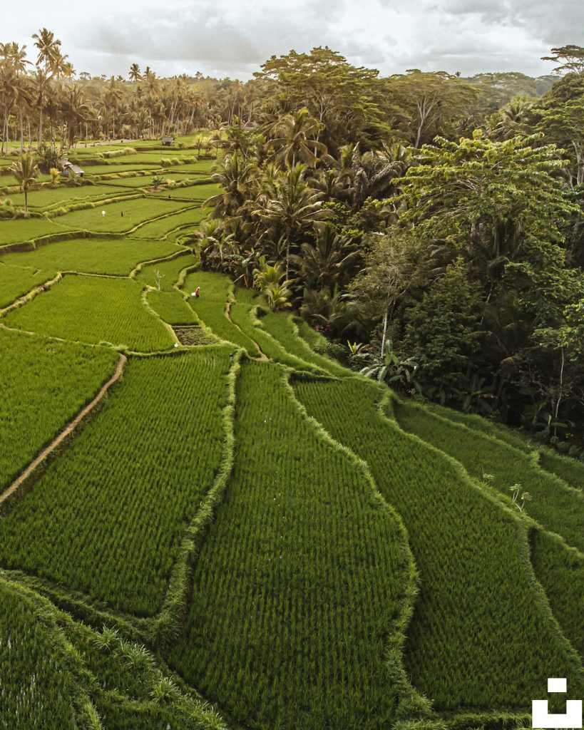 Terrazas de arroz escalonadas en una colina de Bali