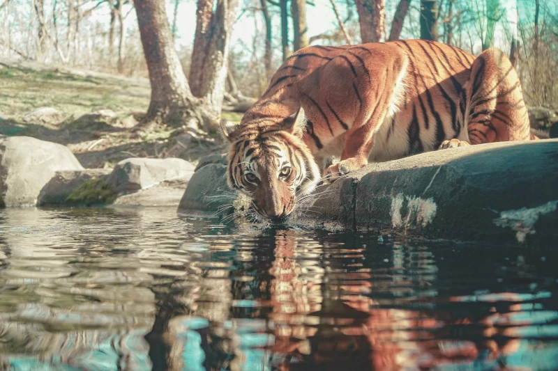 A tiger drinking water at the Bronx Zoo, one of the safest ways to visit the Bronx with teens